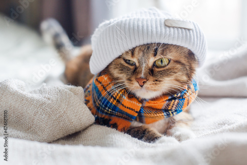 Wallpaper Mural A tricolor tabby cat in a white hat and an orange-blue scarf lies on a knitted blanket and looks. Torontodigital.ca