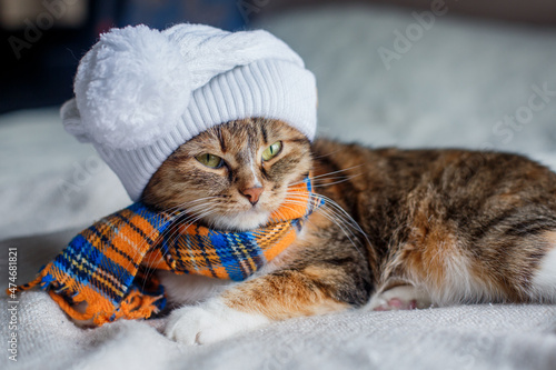 A tricolor tabby cat in a white hat and an orange-blue scarf lies on a knitted blanket and looks.