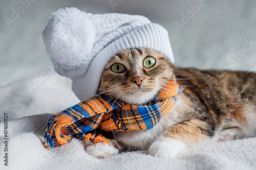 A tricolor tabby cat in a white hat and an orange-blue scarf lies on a knitted blanket and looks.