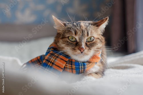 A gray-red & white cat in a checkered scarf on a light blanket on the bed.