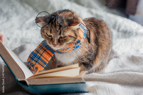 A cute cat of three colors in a checkered scarf and glasses on a white plaid is reading a book.