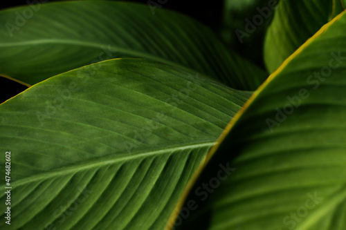 Fresh green leaves background. Blurred bokeh. Sunshine abstract backdrop. Close up and marco shot.