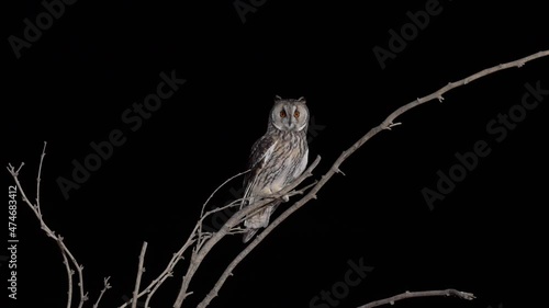 Long-eared Owl on a Felled tree trunk at night in the desert