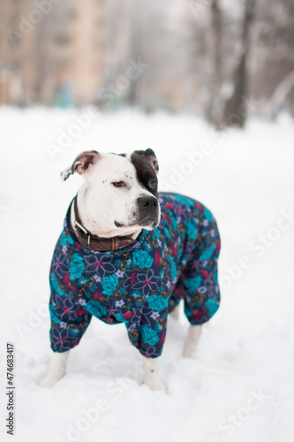 Black and white dog in clothes. Warm jumpsuit for animals