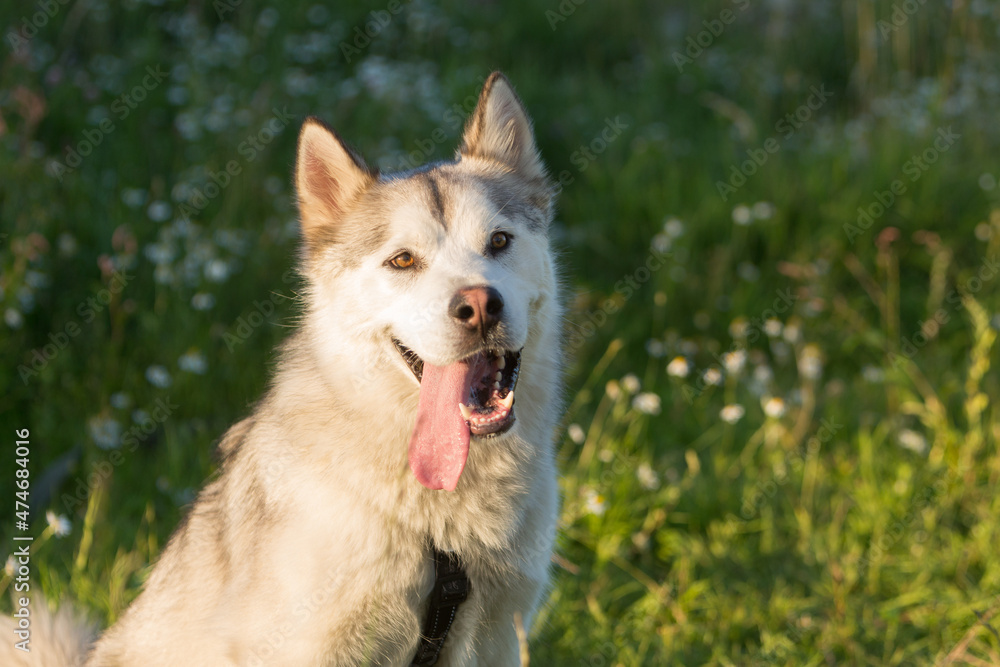 Portrait of a sled dog Alaskan malamute with its tongue hanging out in a sunny summer park