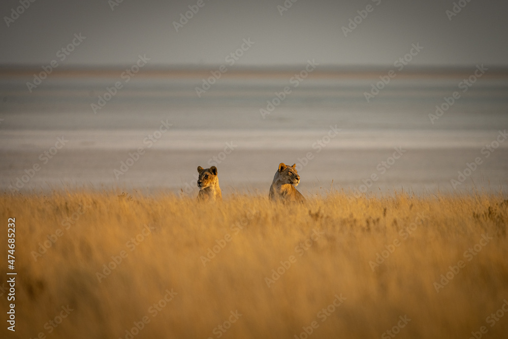 Lions of Etosha Park, Namibia
