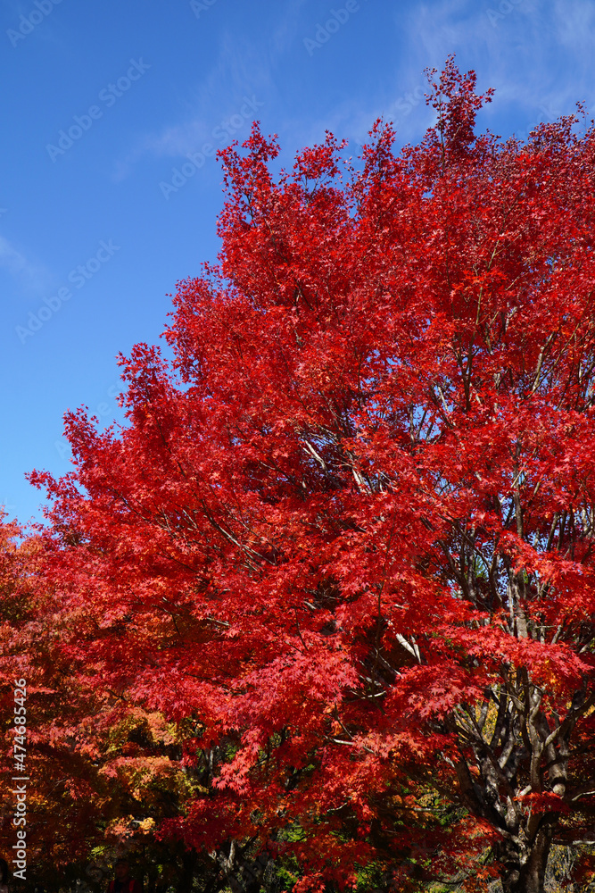 もみじ湖の紅葉(長野県箕輪町) もみじ湖の紅葉(長野県箕輪町)