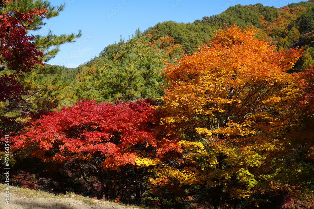 もみじ湖の紅葉(長野県箕輪町) もみじ湖の紅葉(長野県箕輪町)
