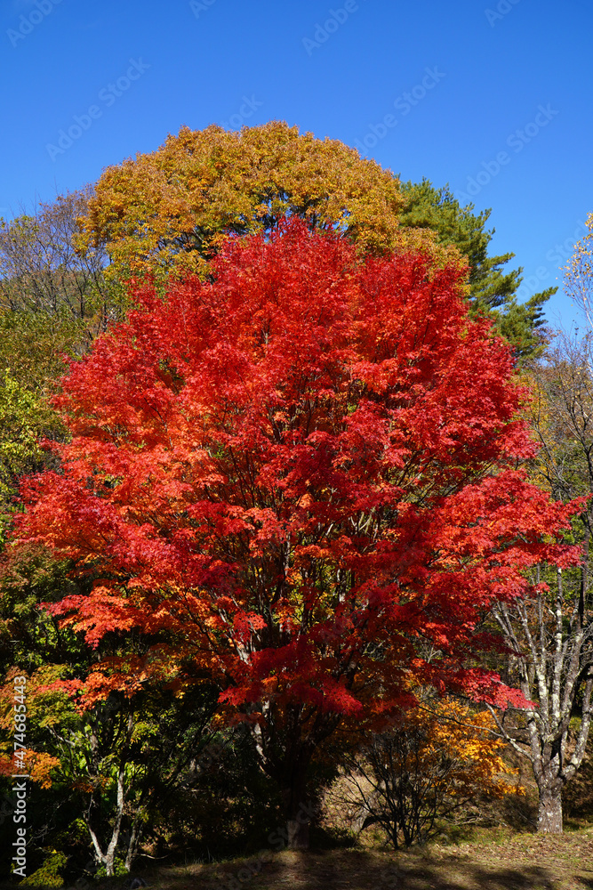 Naklejka premium もみじ湖の紅葉(長野県箕輪町)