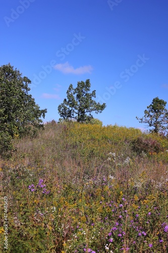 trees in the mountains