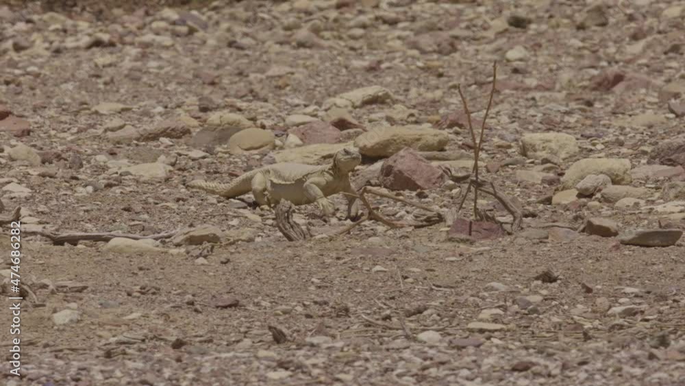 Egyptian spiny-tailed lizard (Uromastyx aegyptia) Standing and looking around Egyptian spiny-tailed lizard (Uromastyx aegyptia) Standing and looking around