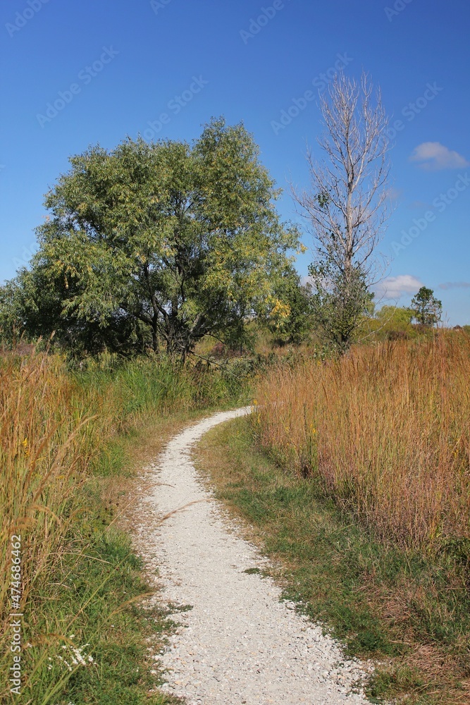 Fototapeta premium path in the forest