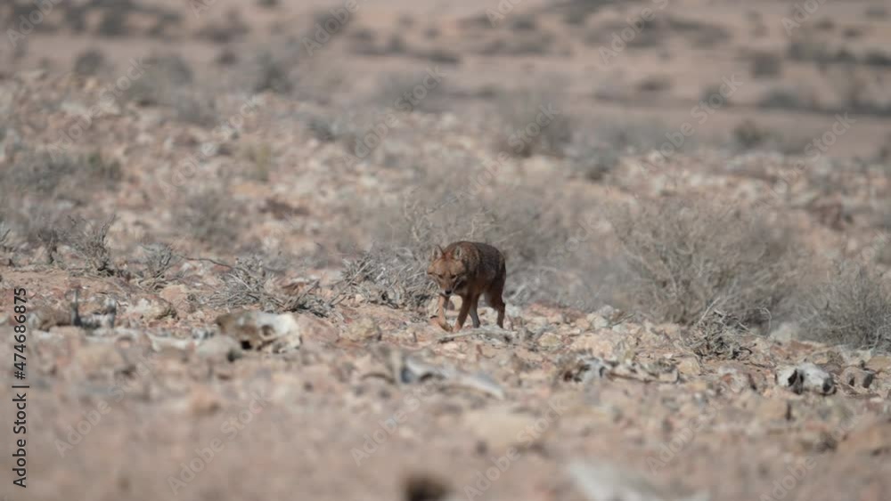 Golden Jackal Looking for food in the desert Golden Jackal Looking for food in the desert