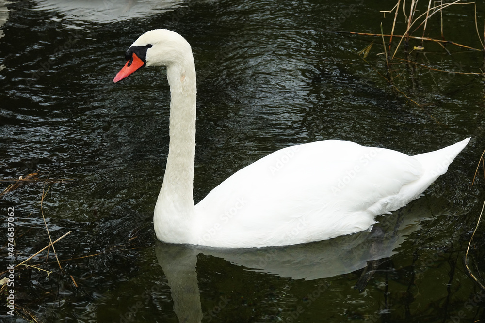 Obraz premium Netherlands. White Swan in Solleveld of zuid-Holland