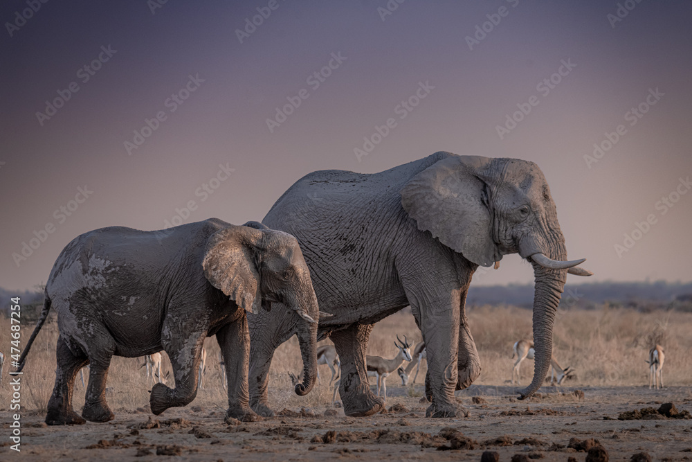 Fototapeta premium Elephants at sunset next to Nxai Pan waterhole, Botswana