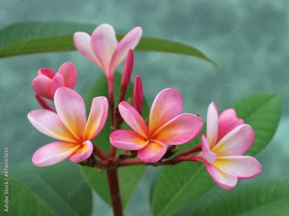 pink frangipani plumeria