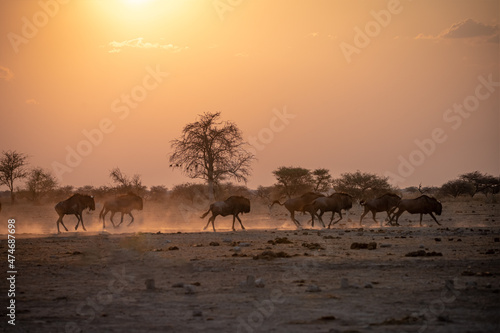 Wildebeests running away next to Nxai Pan  Botswana