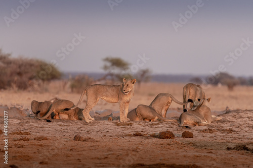 Lions and other animals at sunrise at Nxai Pan waterhole, Botswana