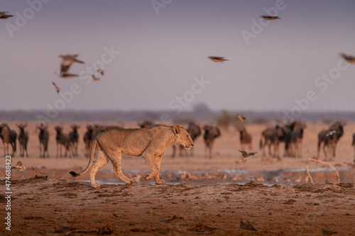 Lions and other animals at sunrise at Nxai Pan waterhole, Botswana