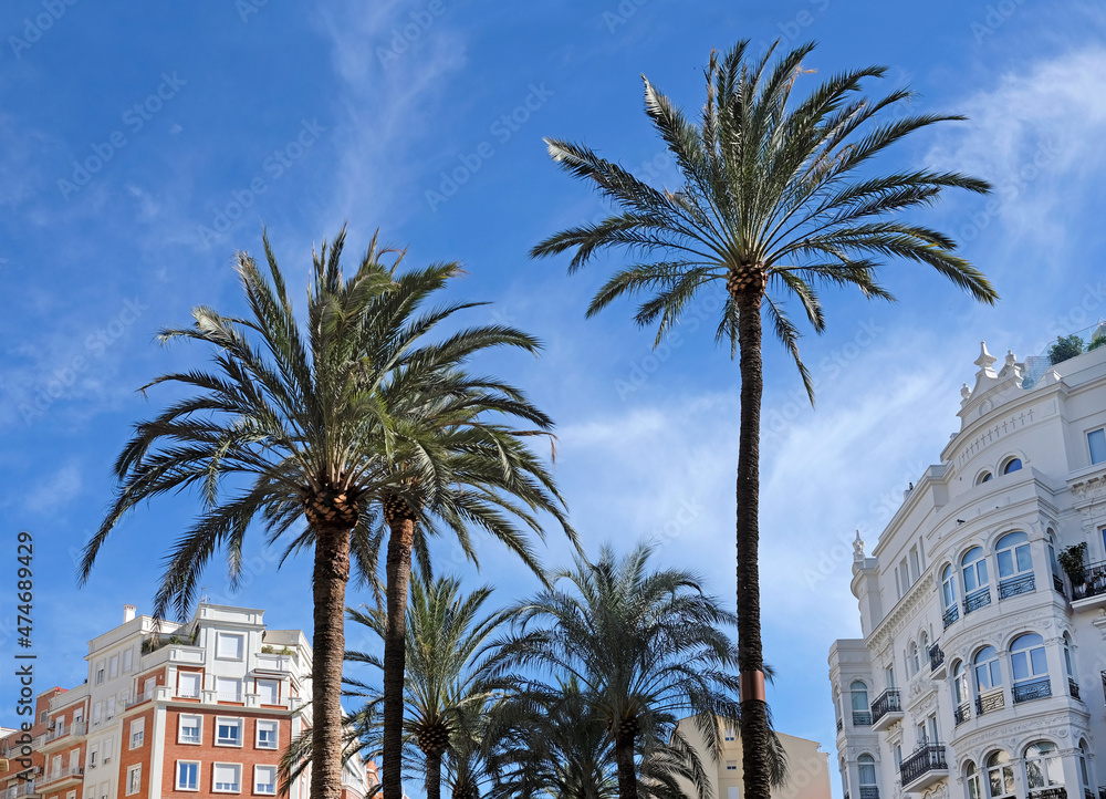 Palm trees in the middle of Valencia, Spain