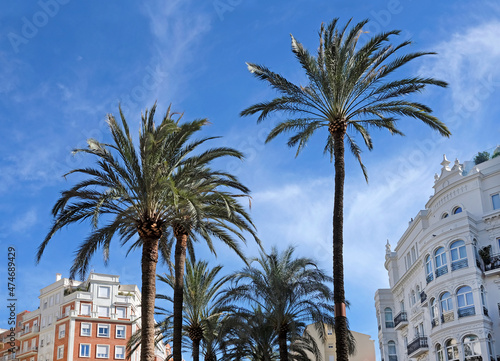 Palm trees in the middle of Valencia, Spain