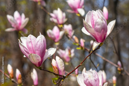 beauty of magnolia tree blossom in spring. fresh pink flower on the branch. natural soft bokeh background of a garden