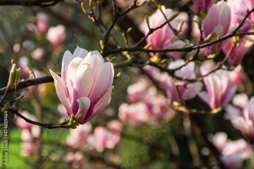 beautiful magnolia tree blossom in summer. fresh pink flower on the branch. natural soft garden background © Pellinni