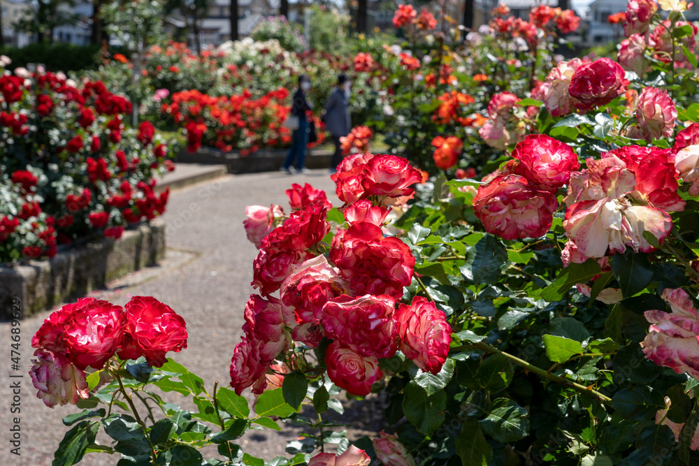 Naklejka premium 色とりどりのバラの花が咲く金沢南総合運動公園のバラ園