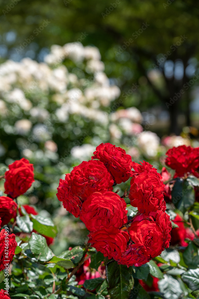 Fototapeta premium 色とりどりのバラの花が咲く金沢南総合運動公園のバラ園