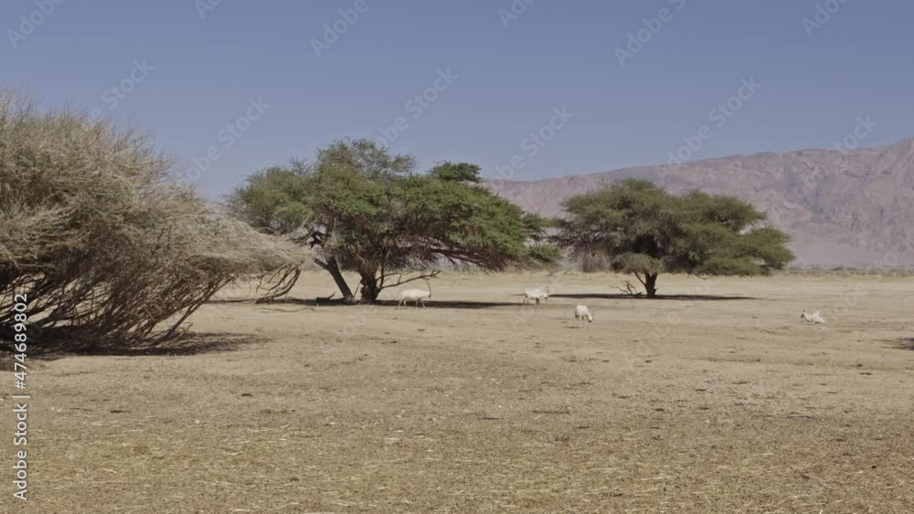 Arabian Oryx or white oryx (Oryx leucoryx) herd at rest StockVideo