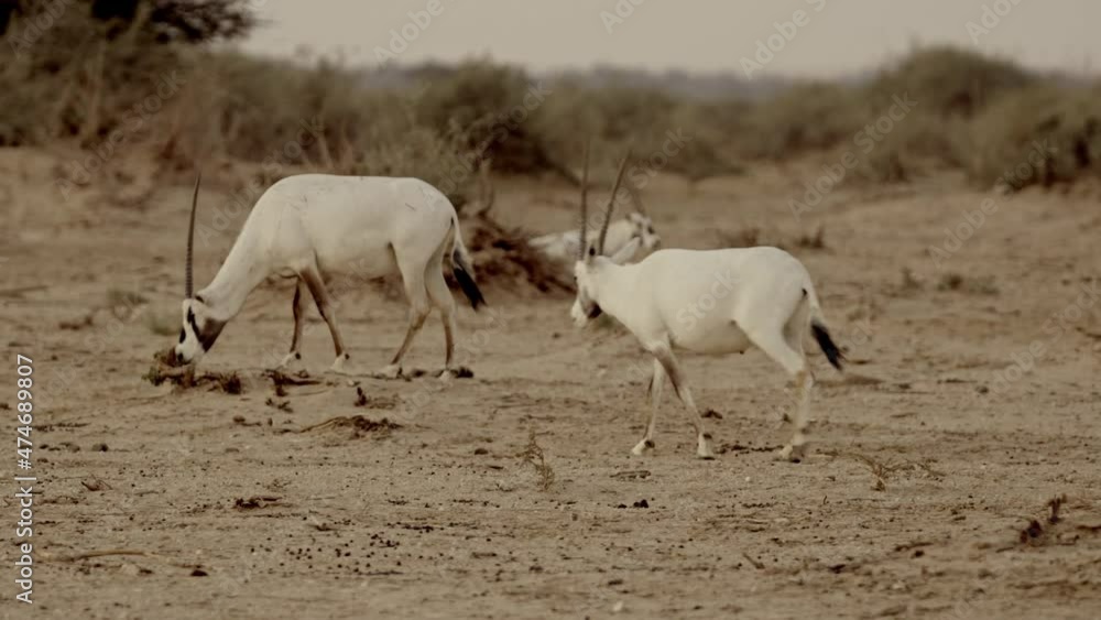 Arabian Oryx Or White Oryx Oryx Leucoryx Herd At Rest At Night Stock