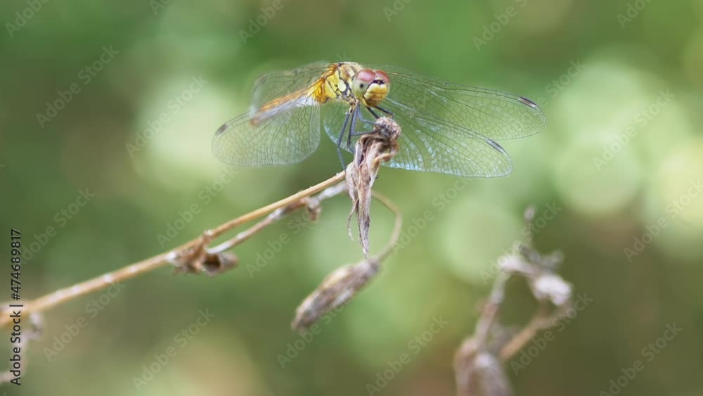 Yellow Dragonfly Sits, Resting on the Top of a Dry Branch in the Woods. Insect with a long tail, large eyes. Tired dragonfly relaxing in the sunlight summertime. Wild nature. Blur background trees. Yellow Dragonfly Sits, Resting on the Top of a Dry Branch in the Woods. Insect with a long tail, large eyes. Tired dragonfly relaxing in the sunlight summertime. Wild nature. Blur background trees.