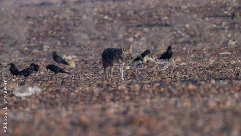 Golden Jackal Approaching the carcass of a horse around standing raven Golden Jackal Approaching the carcass of a horse around standing raven