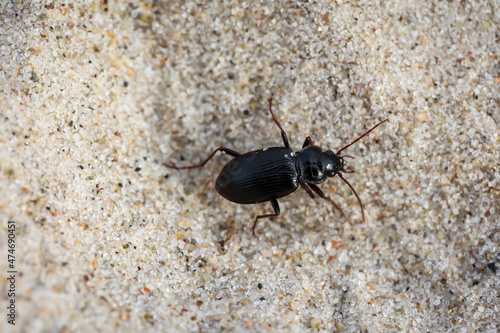 Ein kleiner schwarzer Käfer krabbelt über losen Sand.