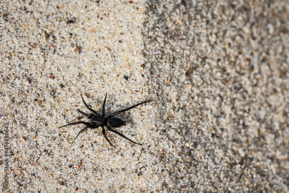 Eine kleine dunkle Spinne läuft über den Ostseesand.
Eine kleine dunkle Spinne läuft über den Ostseesand.