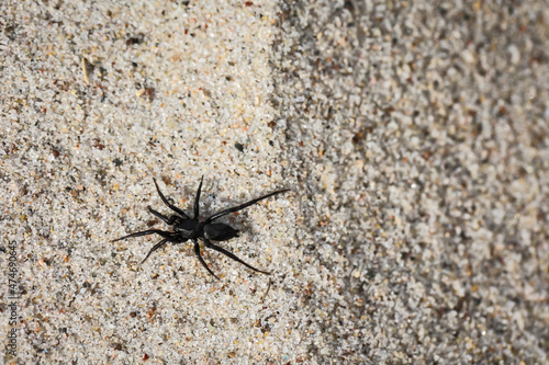Eine kleine dunkle Spinne l  uft   ber den Ostseesand. 