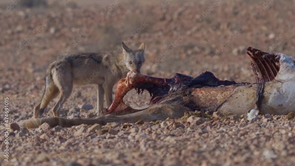 Arabian wolf young female eating carcass of a dead horse Arabian wolf young female eating carcass of a dead horse