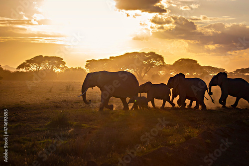 African elephants herd at sunrise in Amboseli National Park  Kenya