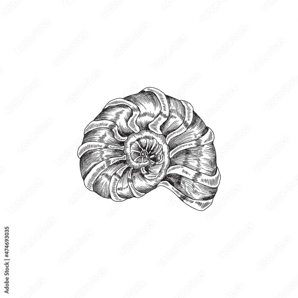 Ammonite spiral seashell, engraved illustration vector illustration isolated.
