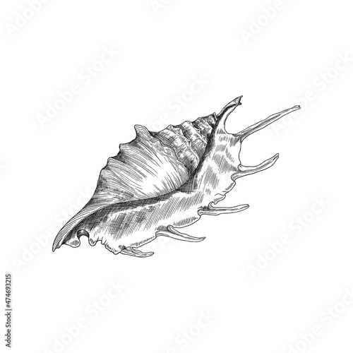 Seashell black and white engraved illustration vector illustration isolated Fototapet