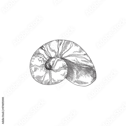 Fotografie, Tablou Ammonite spiral seashell or clamshell, shell vector illustration isolated