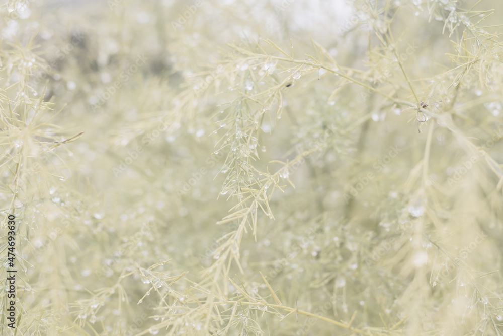Cool autumn nature, wet yellowed foliage in raindrops, beige light background Cool autumn nature, wet yellowed foliage in raindrops, beige light background