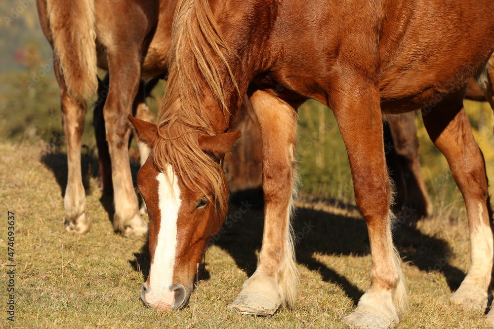 Fototapeta premium Brown horses grazing outdoors on sunny day. Beautiful pets