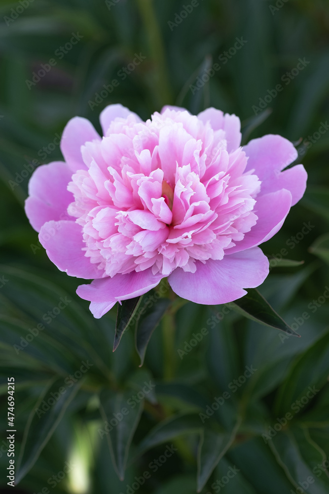 Obraz premium Beautiful pink peony lights on a green background. Summer mood.