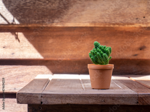 cactus in wooden pots placed on wooden table