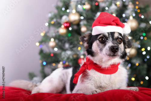 Santa dog on a background of holiday lights. Black and white dog in a red hat of Santa Claus lies on a red pillow. Dog on the background of the Christmas tree. Happy New Year. Merry Christmas. © Mariia