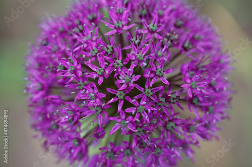 Purple onion inflorescence in the garden.
