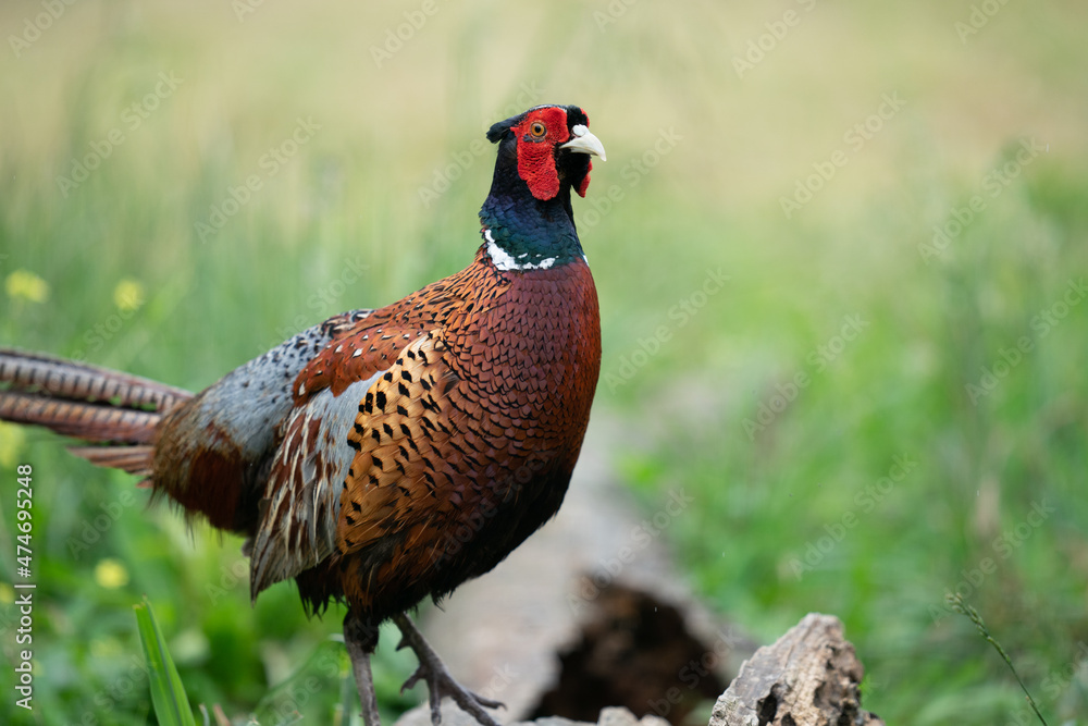 Naklejka premium The common pheasant (Phasianus colchicus)