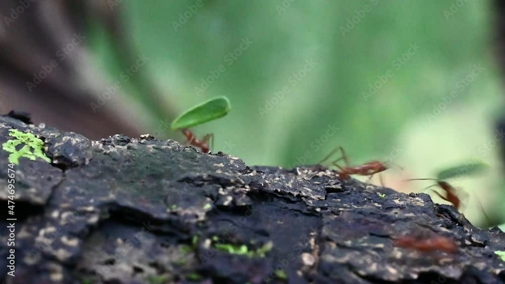 Leafcutter ants (Atta sp.) carrying pieces of leaves over a treestump in the rainforest, real speed close-up. Leafcutter ants (Atta sp.) carrying pieces of leaves over a treestump in the rainforest, real speed close-up.
