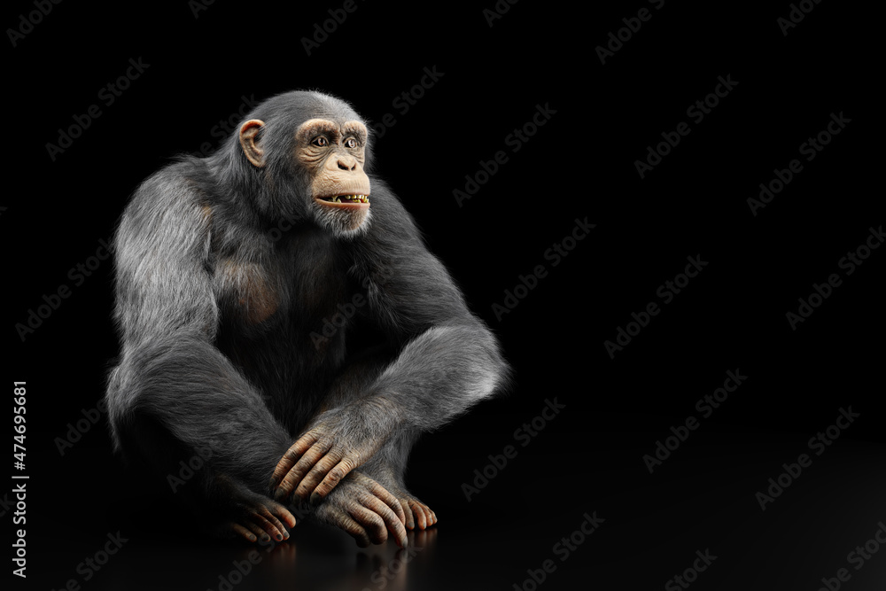 Naklejka premium Chimpanzee monkey portrait on black